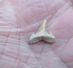 Odontaspis Substriata Sand Shark tooth