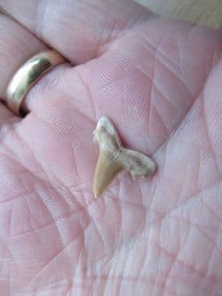 Odontaspis Substriata Sand Shark tooth