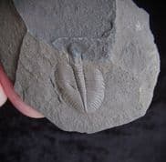 Ogiocarella debuchii (Brongniart)