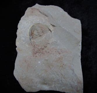 Olenellus gilberti (Meek 1874)