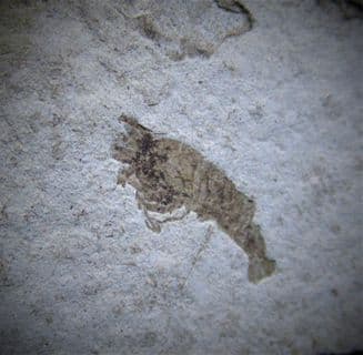 Oligocene Shrimp