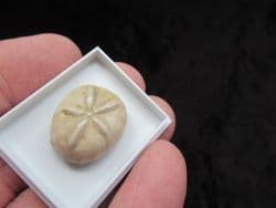 Oligopygus from Chihuahua