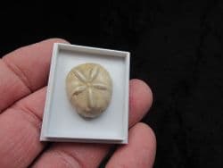 Oligopygus from Chihuahua