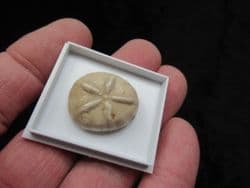 Oligopygus from Chihuahua