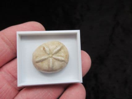 Oligopygus from Chihuahua