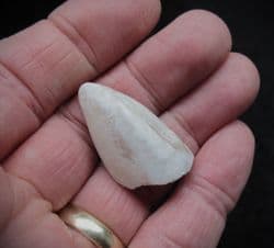 Opal preserved Cyrenopsis australiensis