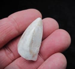 Opal preserved Cyrenopsis australiensis