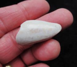 Opal preserved Cyrenopsis australiensis