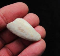 Opal preserved Cyrenopsis australiensis
