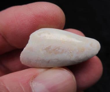 Opal preserved Cyrenopsis australiensis