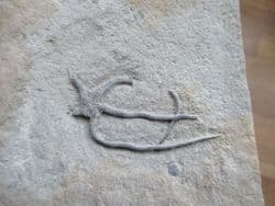 Ophioderma egertoni (Broderip)