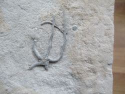 Ophioderma egertoni (Broderip)
