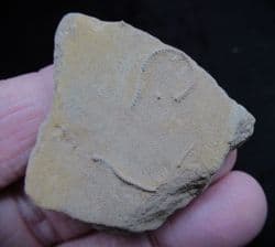 Ophioderma egertoni Starfish Arms