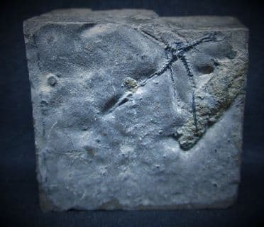 Ophiopinna Elegans (Heller 1858)