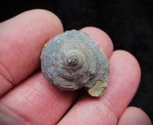 Orbonella granulata from Stroud