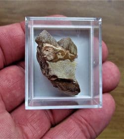 Oreodont jaw section with two teeth