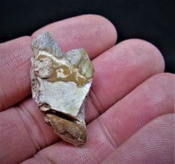 Oreodont jaw section with two teeth
