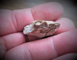 Oreodont jaw section with two teeth
