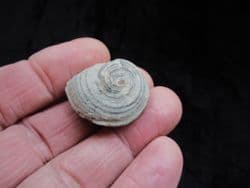 Oriostoma roemeri from the Silurian