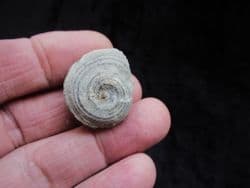 Oriostoma roemeri from the Silurian