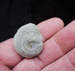 Oriostoma roemeri from the Silurian