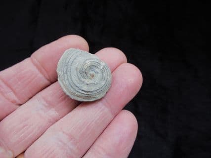 Oriostoma roemeri from the Silurian