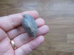 Ornithella lagenalis Cornbrash brachiopod