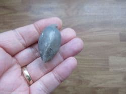 Ornithella lagenalis Cornbrash brachiopod