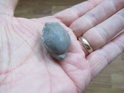 Ornithella lagenalis Cornbrash brachiopod