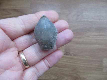Ornithella lagenalis Cornbrash brachiopod