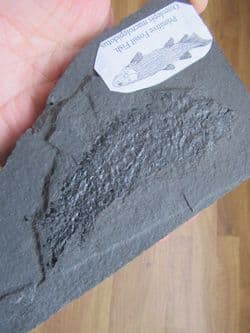 Osteolepis macrolepidotus Stunning example!