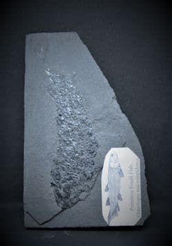 Osteolepis macrolepidotus Stunning example!