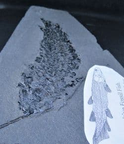 Osteolepis macrolepidotus Stunning example!