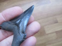 Otodus angustidens from South Carolina