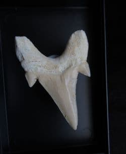 Otodus  Obliquus large shark tooth