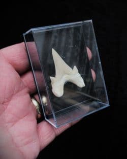 Otodus  Obliquus large shark tooth