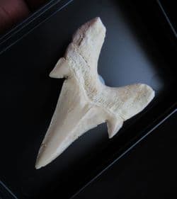 Otodus  Obliquus large shark tooth