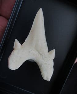Otodus  Obliquus large shark tooth