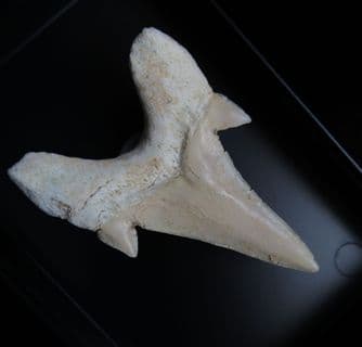 Otodus  Obliquus large shark tooth