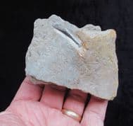 Pachystropheus  Gastralia "floating rib"