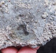 Pachystropheus  rhaeticus  Early Crocodile Bone