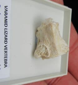 Pachyvaranus crassospondylus Reptile Vertebra
