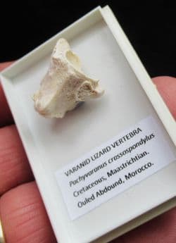 Pachyvaranus crassospondylus Reptile Vertebra