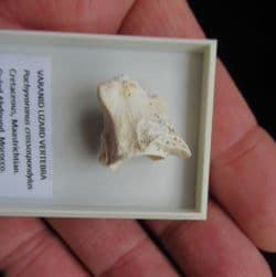 Pachyvaranus crassospondylus Reptile Vertebra