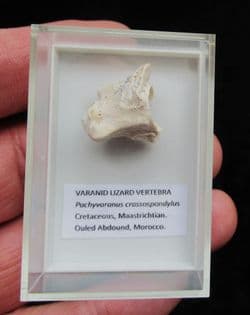 Pachyvaranus crassospondylus Reptile Vertebra