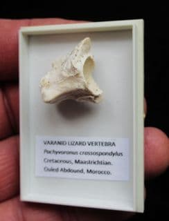 Pachyvaranus crassospondylus Reptile Vertebra
