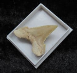 Palaeocarcharodon orientalis Pygmy white Shark tooth