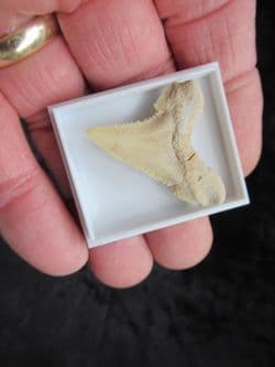 Palaeocarcharodon orientalis Pygmy white Shark tooth