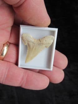 Palaeocarcharodon orientalis Pygmy white Shark tooth