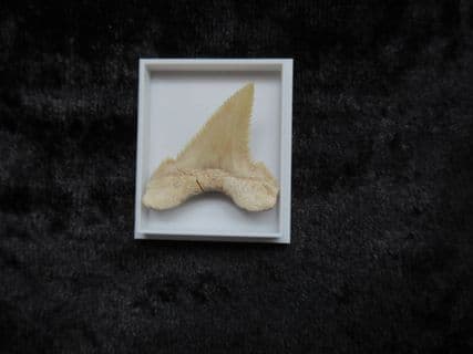 Palaeocarcharodon orientalis Pygmy white Shark tooth